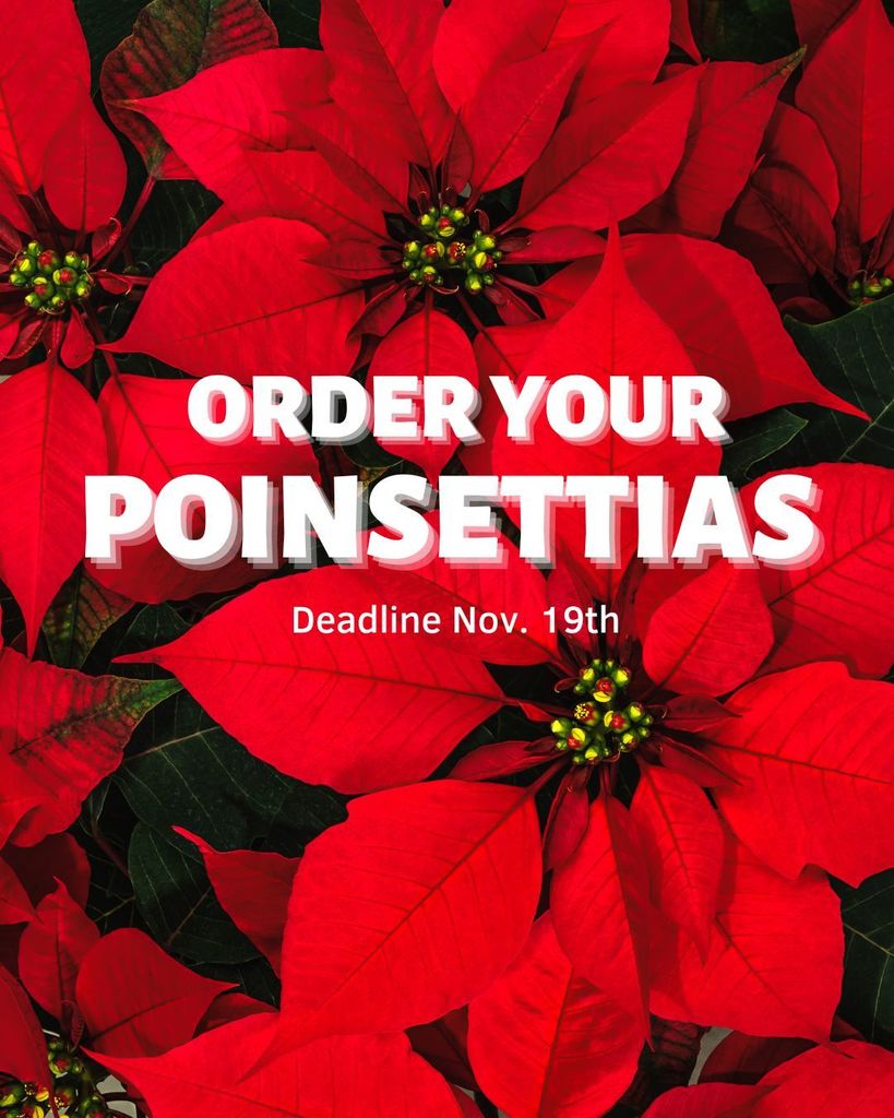 Poinsettias