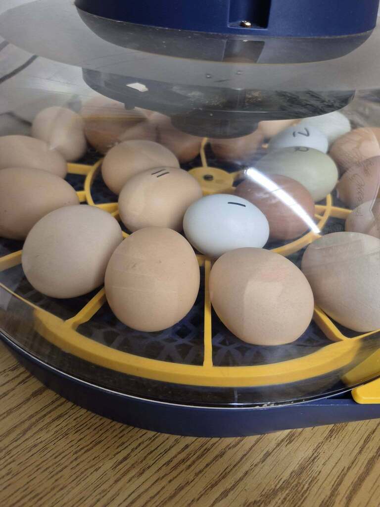 eggs