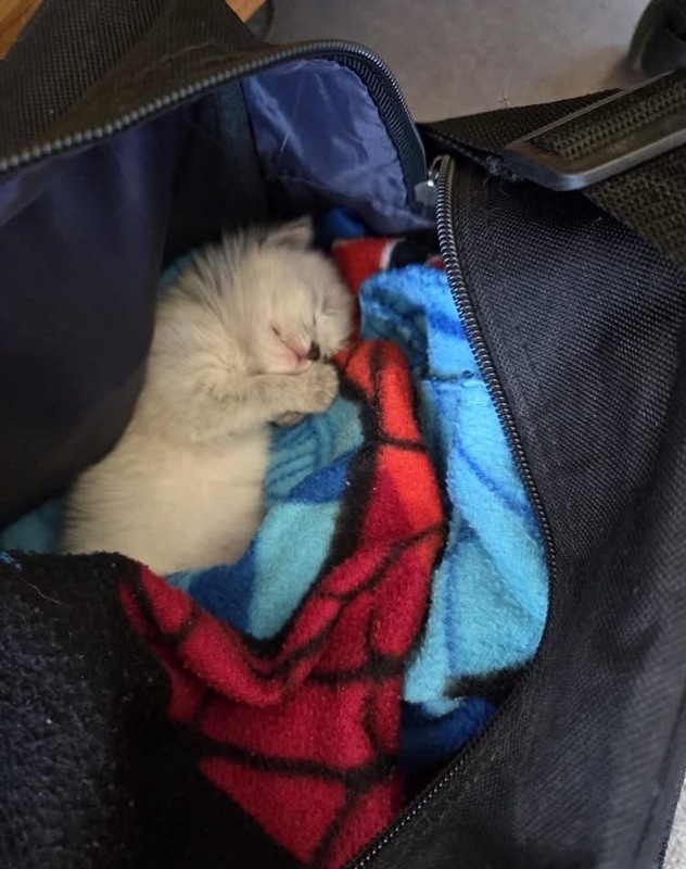kitty