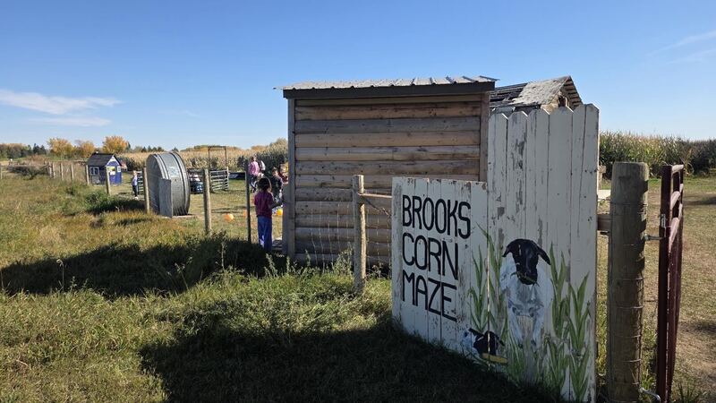 Corn maze