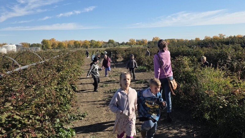corn maze