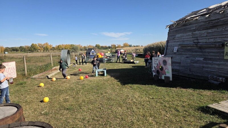 Corn maze