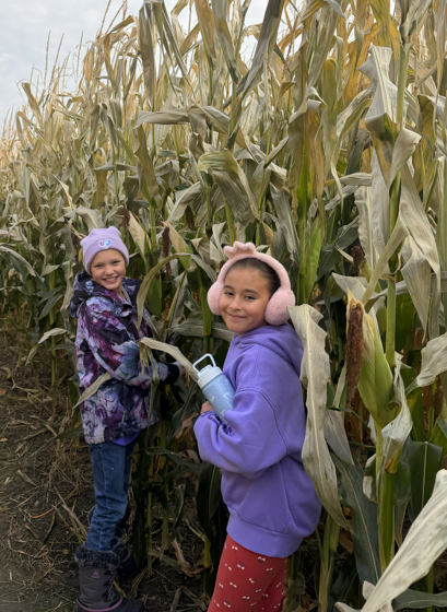 Corn maze