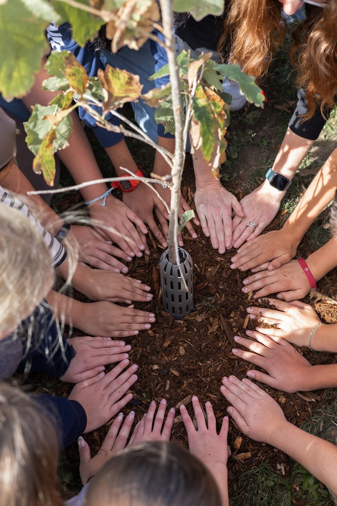 hands surrounding the planting of a tree