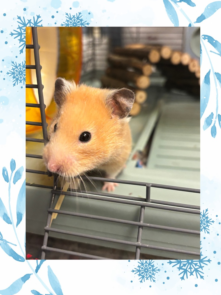 hamster 