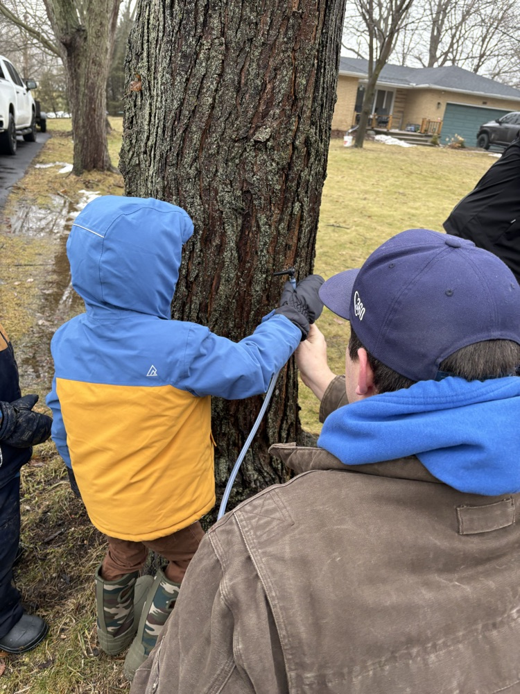 a young male student helping to tap a tree