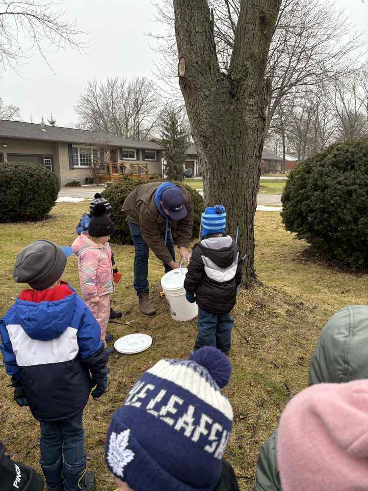 tree tapping with students