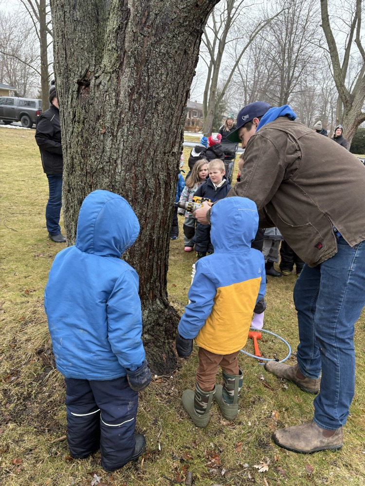 students tree tapping