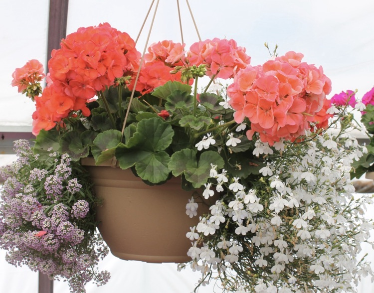 10 inch hanging basket