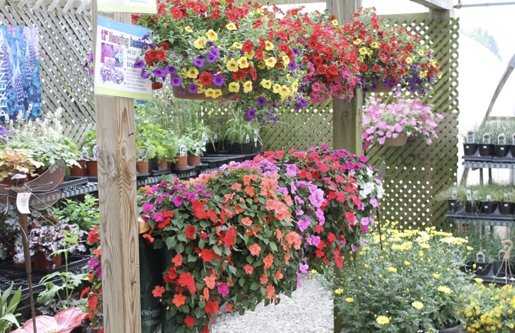 various plants in the greenhouse