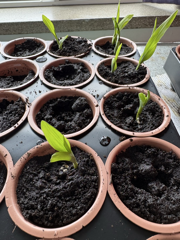 plants 