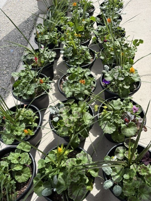 flower pots