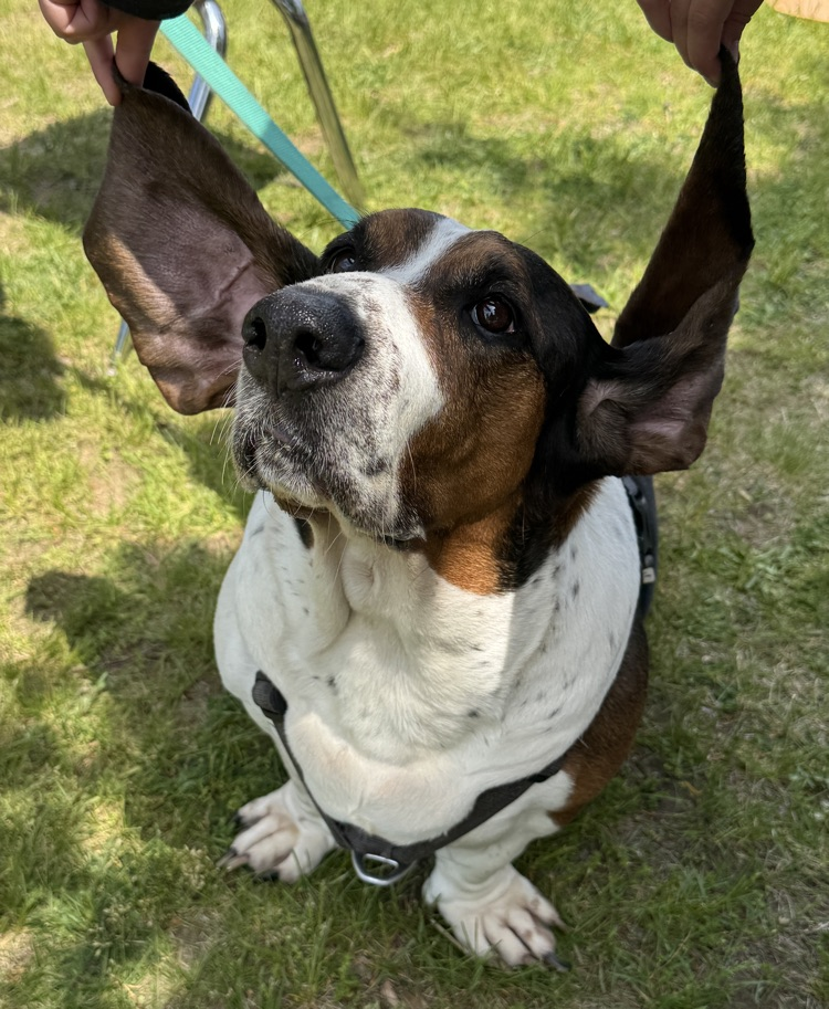 Pet Day