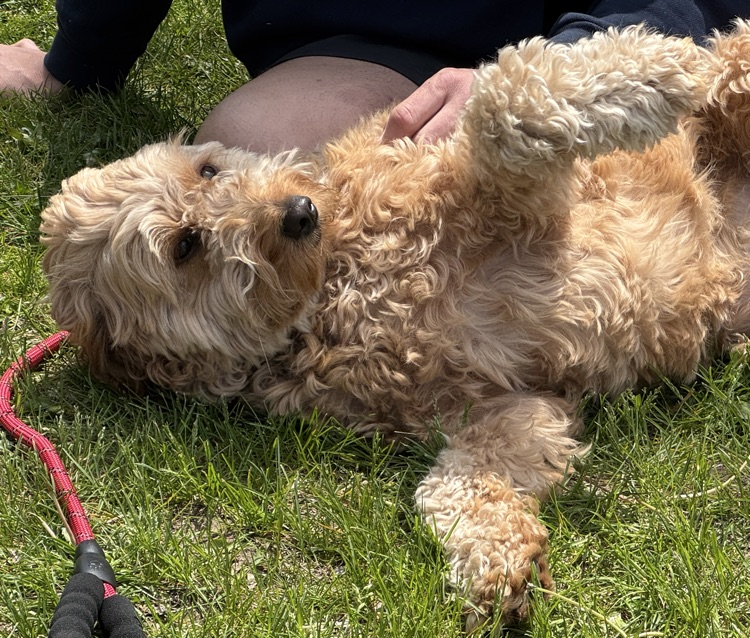 Pet Day