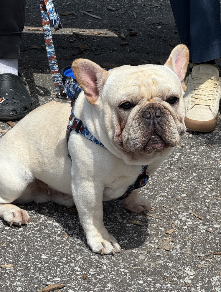 Pet Day