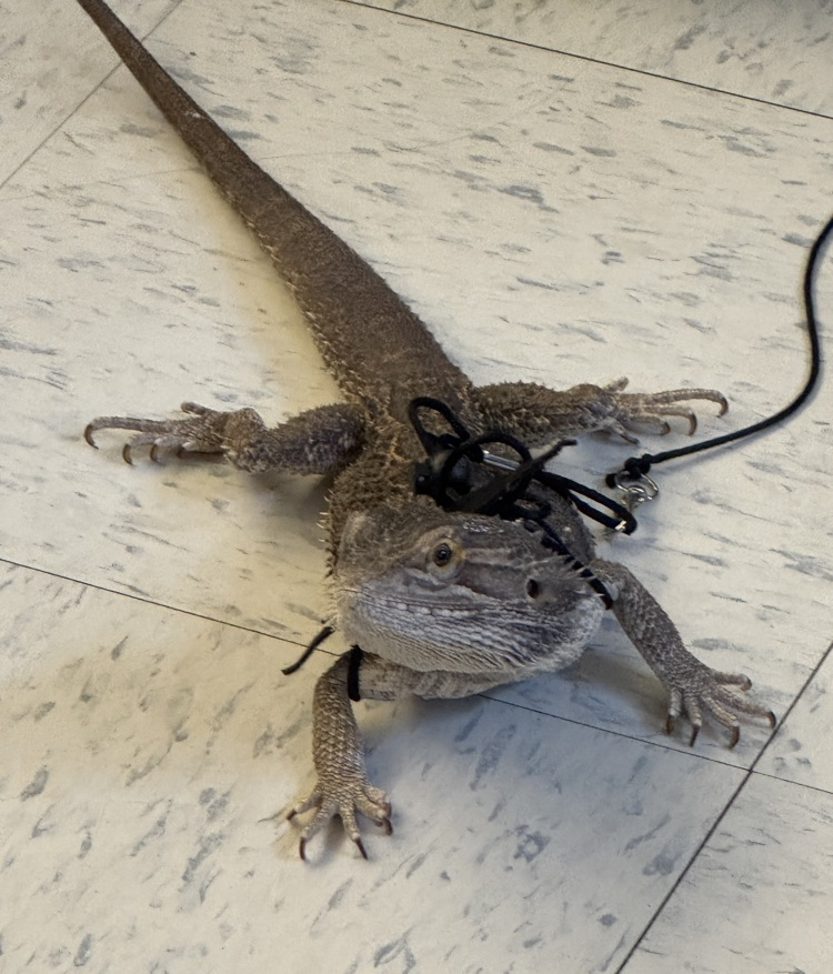 Pet Day