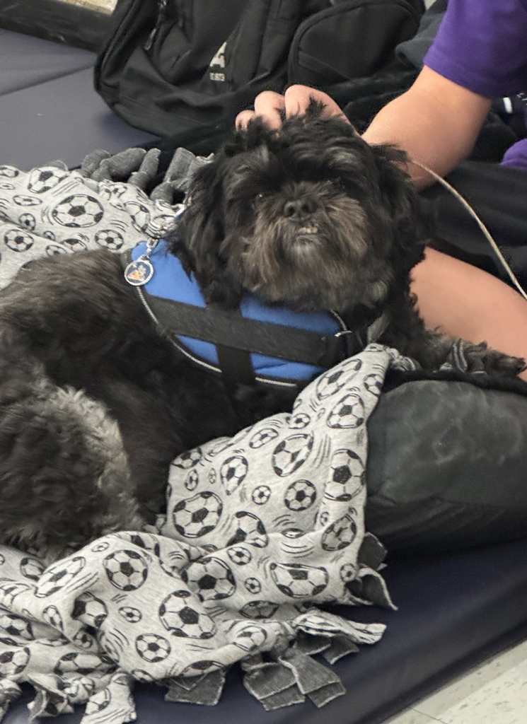 Pet Day