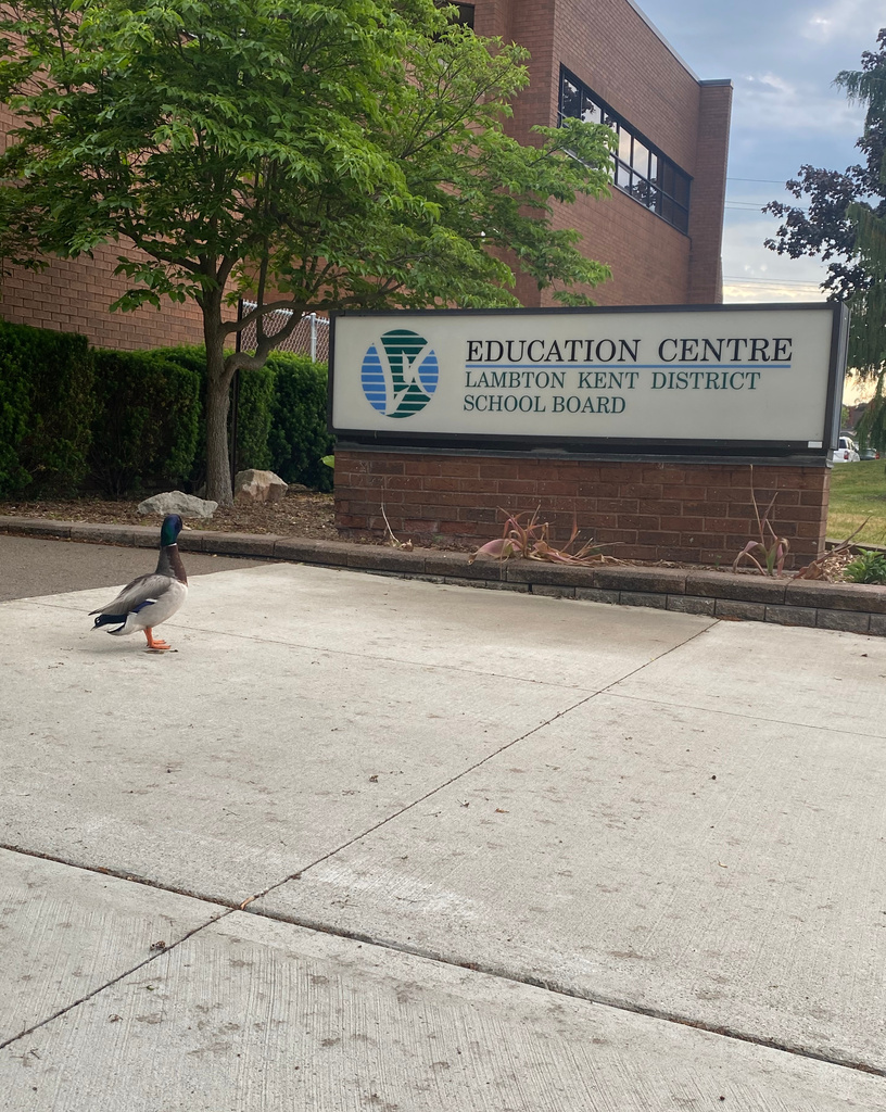 Duck standing outside of LKDSB sign