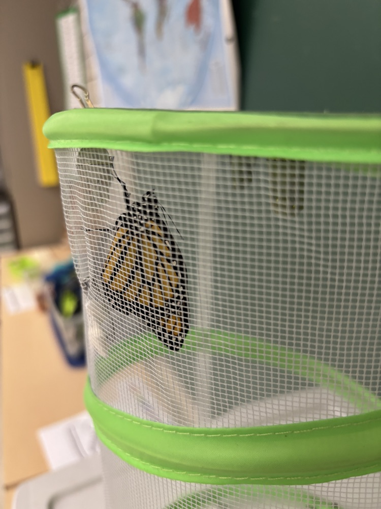 Close-up of monarch butterfly in a mesh cage