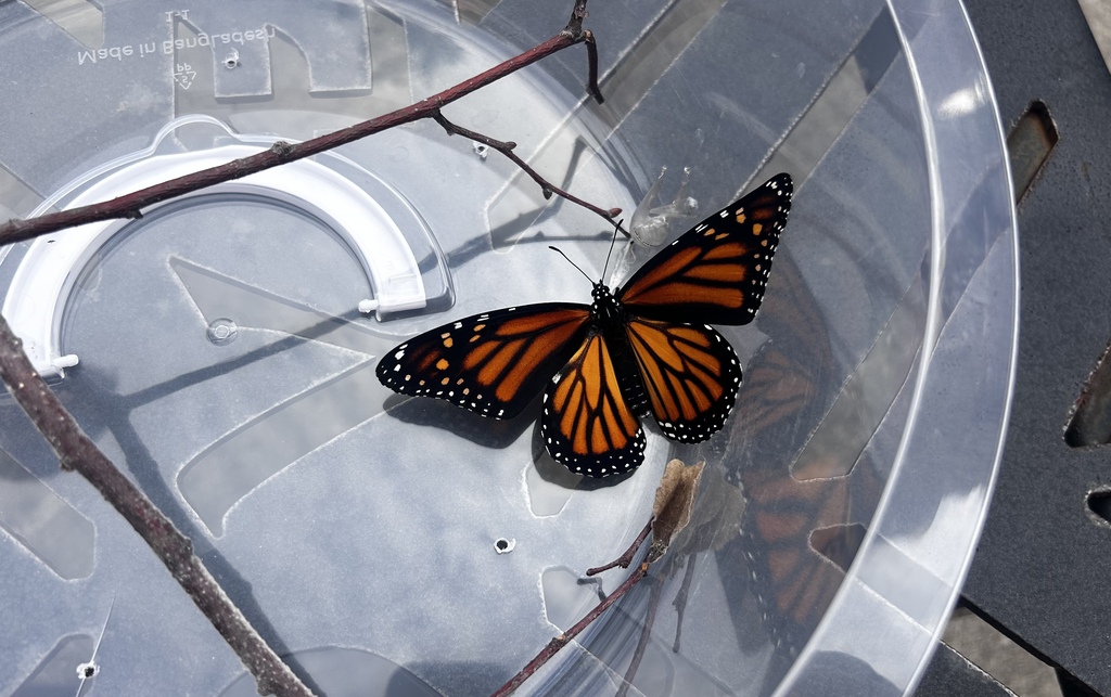 The monarch has emerged.