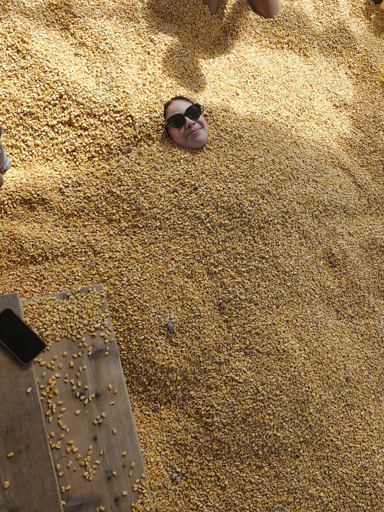 Corn Maze