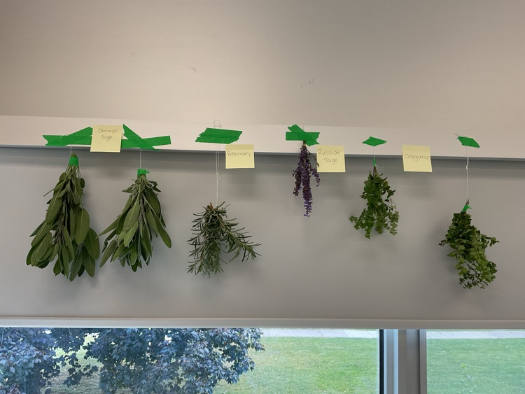 herbs