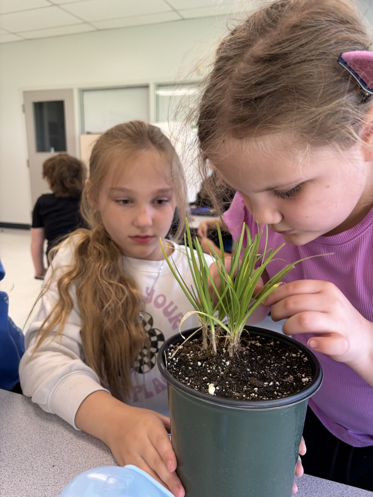 learning about plants