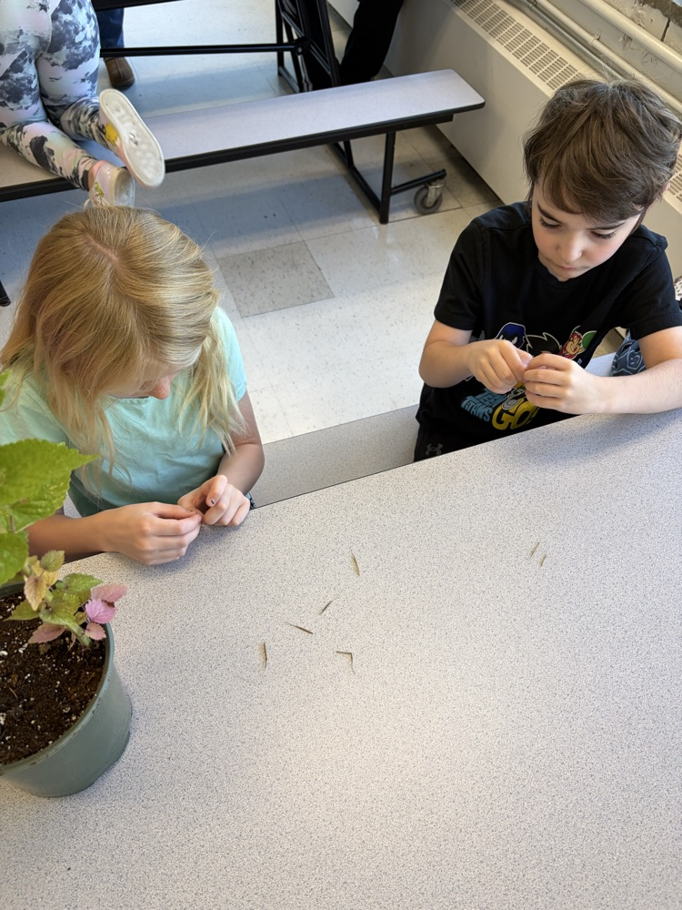 learning about plants