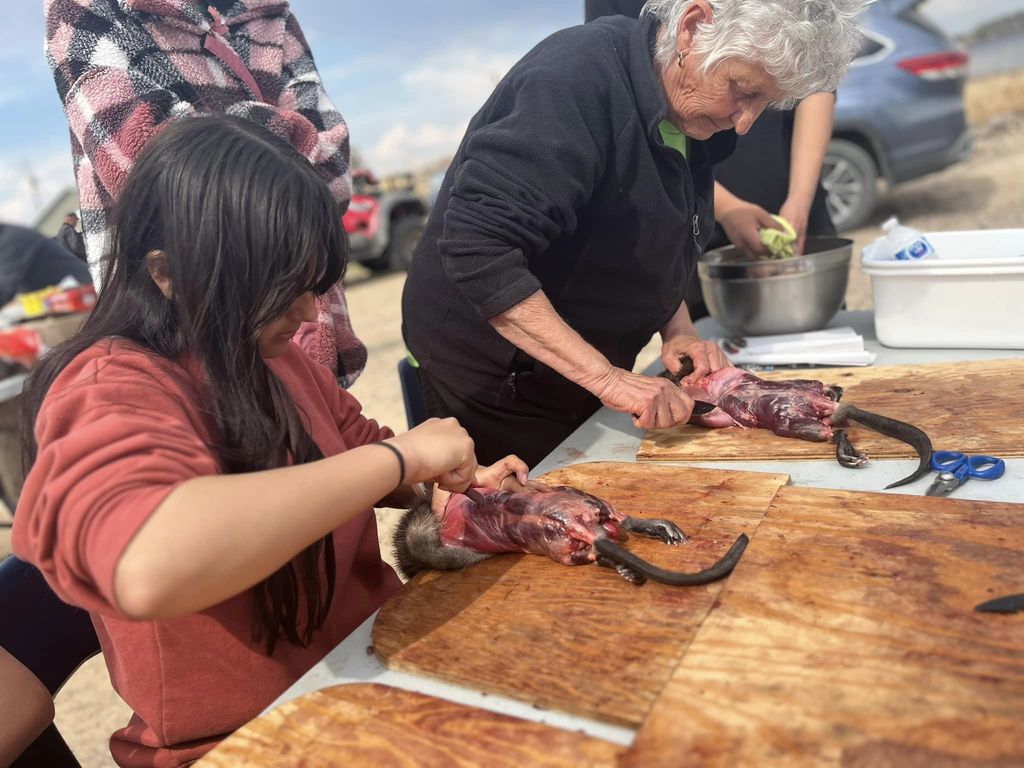 gutting a muskrat