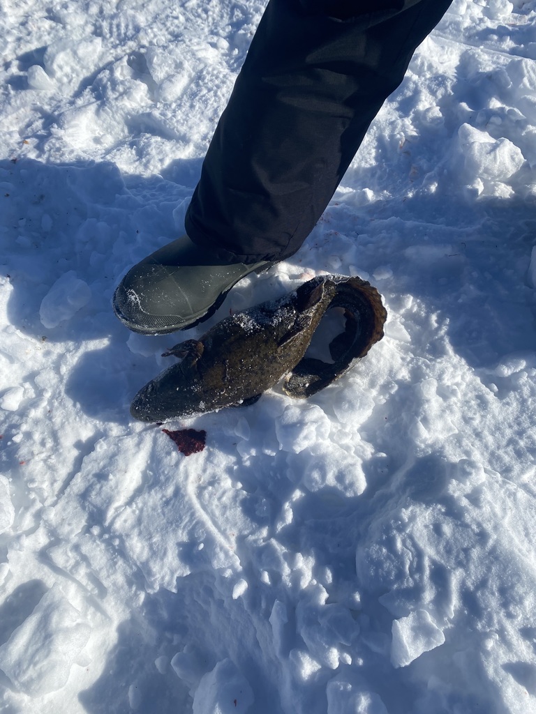 fish