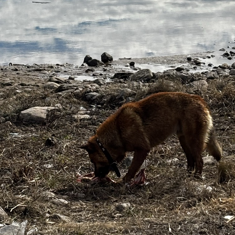 Gunnar Laliberte enjoying his moose bone