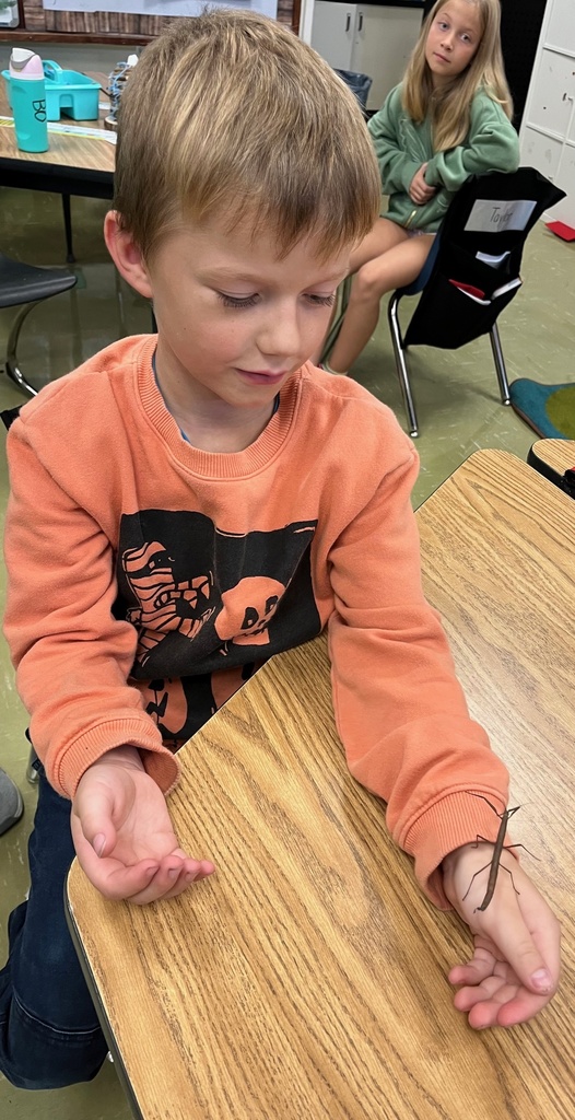 stick bug