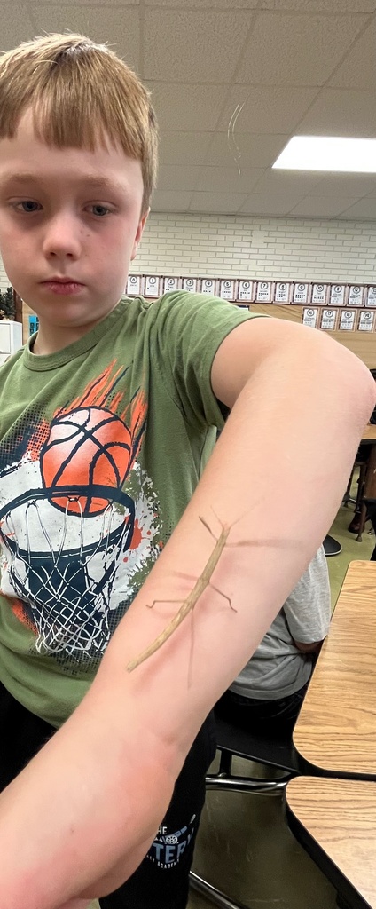 stick bug