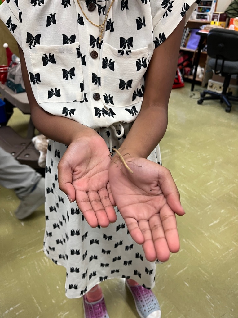 stick bug