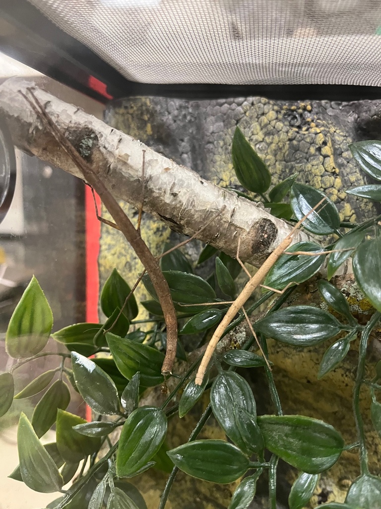 stick bug