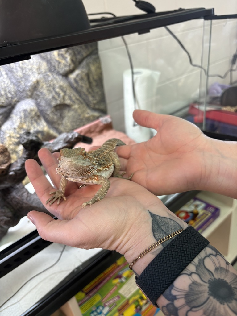 pet