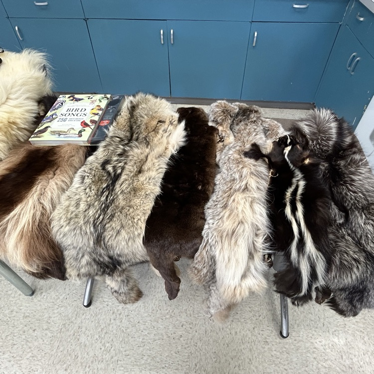 pelts