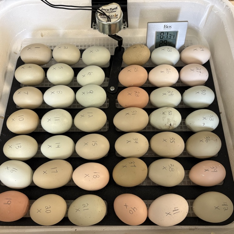 eggs
