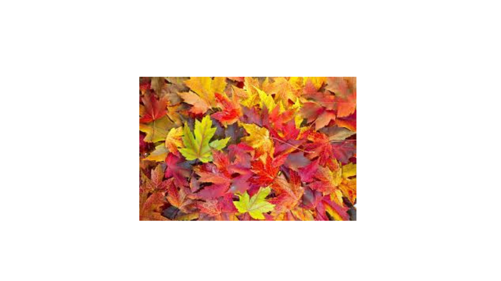 Fall