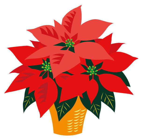 Poinsettia Fundraiser