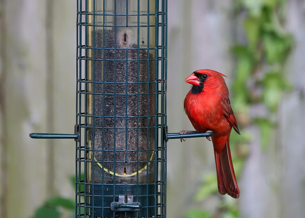 A red cardinal sits on an outside birdfeeder.