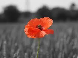 red poppy on a faded black and white background