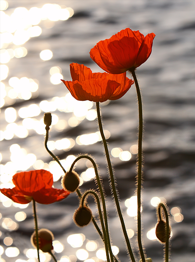 poppies