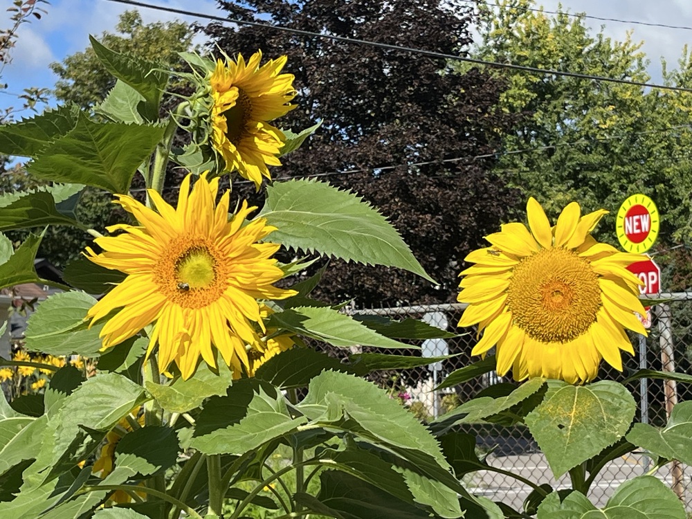 3 arge yello sunflowers in our community garden.