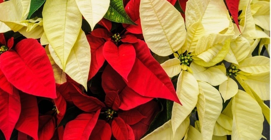 poinsettia fundraiser