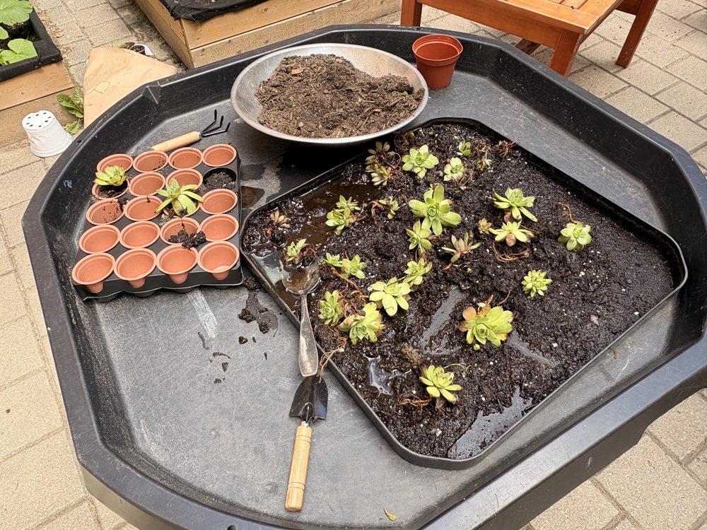 A table with clay pots, dirt,, small hand shovels, and gree n plant to pot