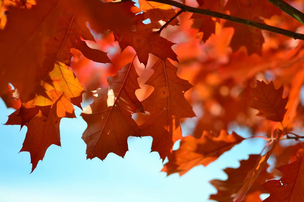 October Leaves