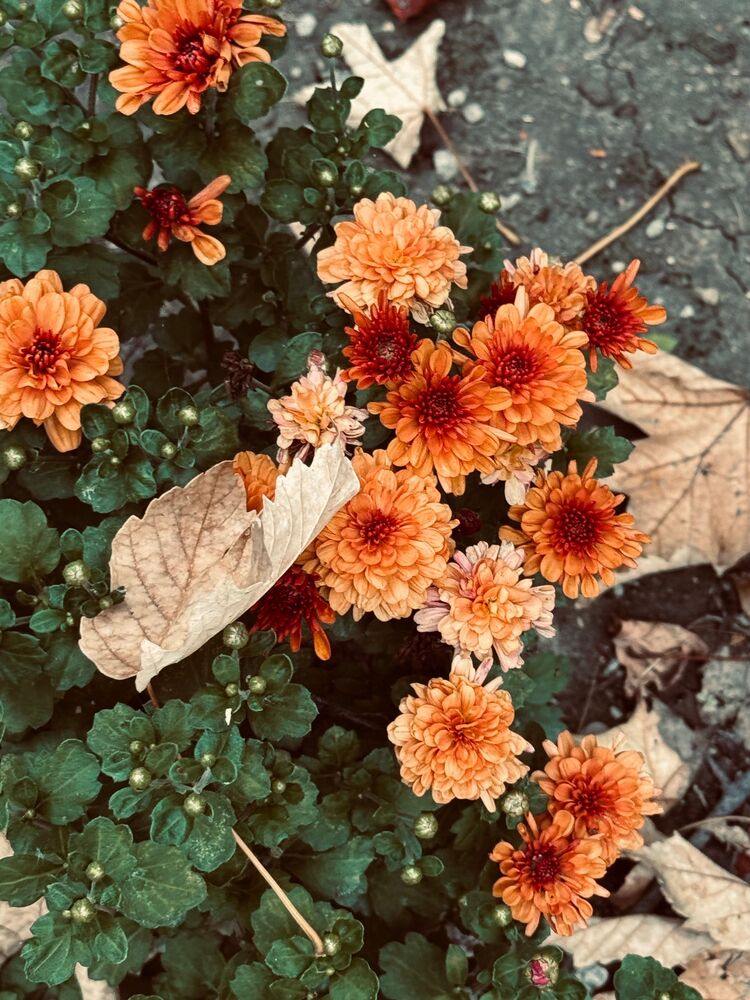 Fall Flowers