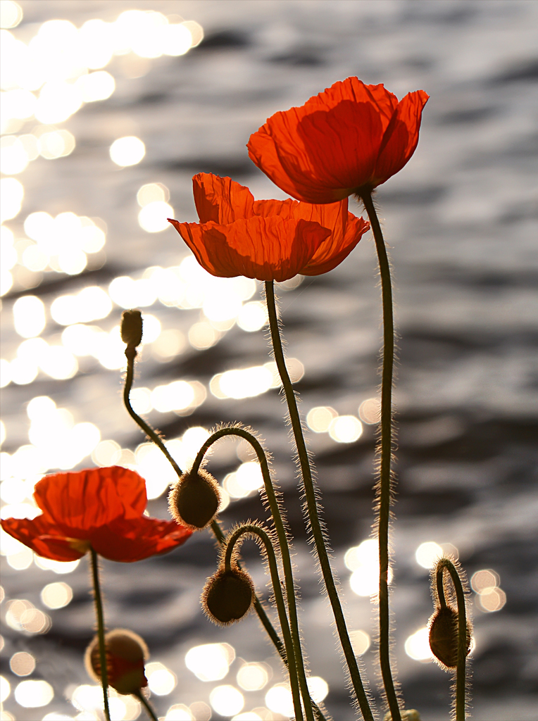 poppies