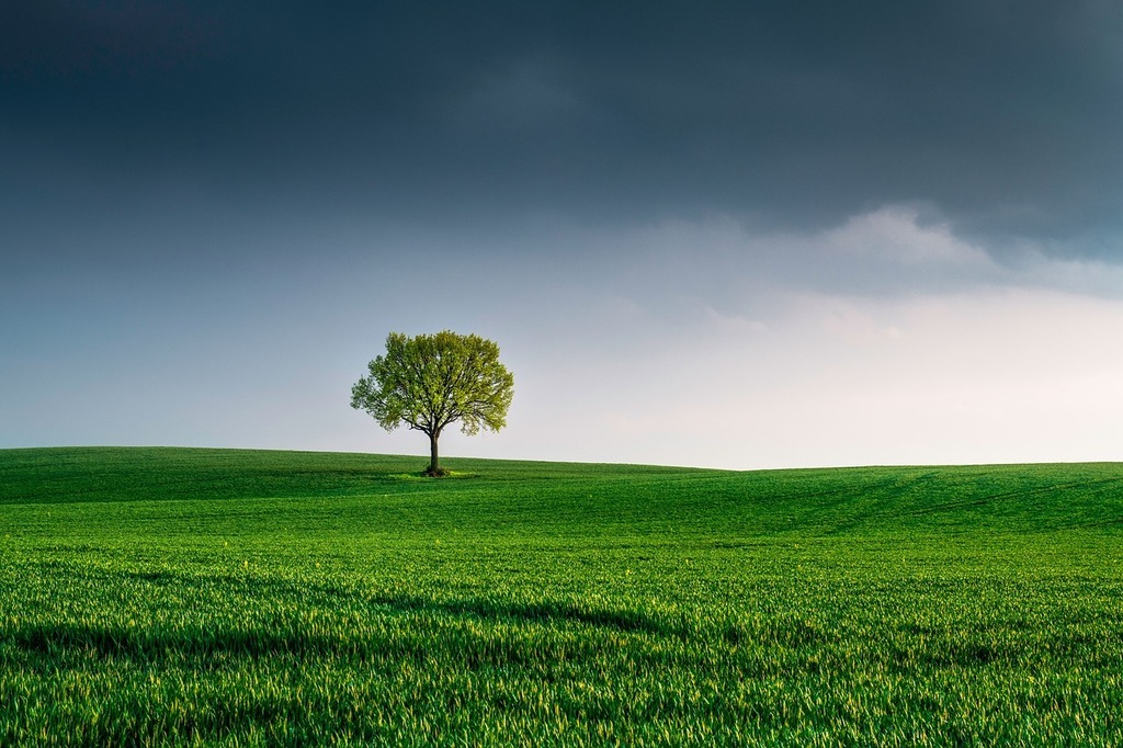 A tree is pictured in the distance of a green field.